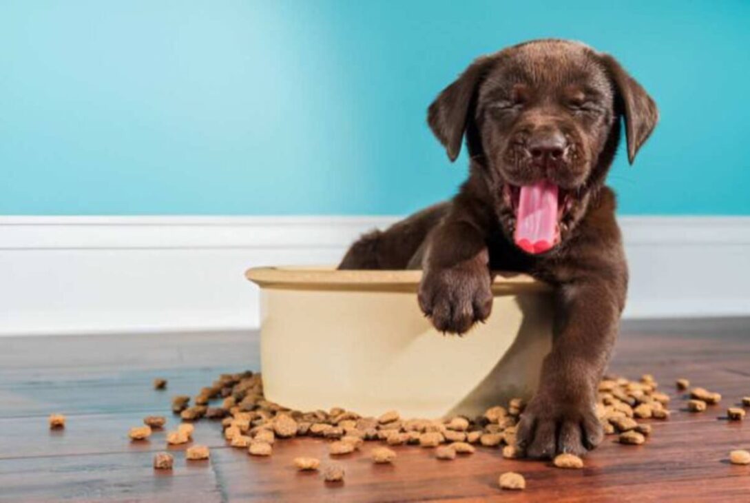 dog food walmart store