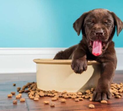 dog food walmart store